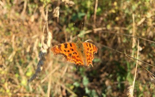 Wandelend heb je veel meer oog voor kleine dingen onderweg