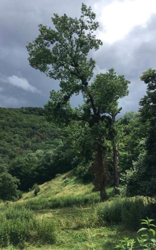 Saint-André-en-Morvan
