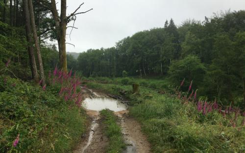 Les Abattis