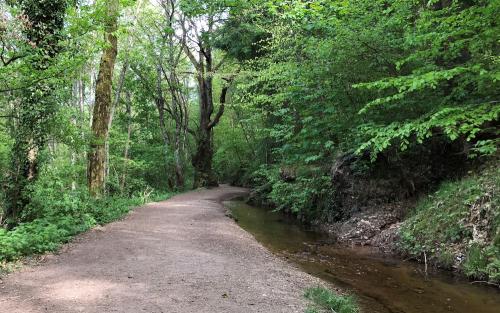 Vandaag loop ik veel door het bos