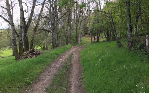 Door het bos ga ik toch altijd een beetje sneller lopen op zoek naar uitzicht