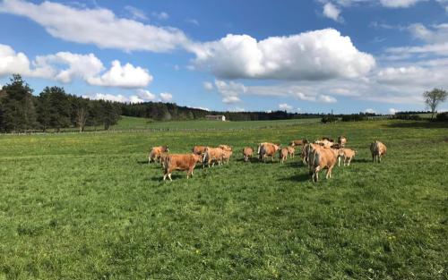 Onderweg kom ik weinig veeteelt tegen maar dit begint erop te lijken