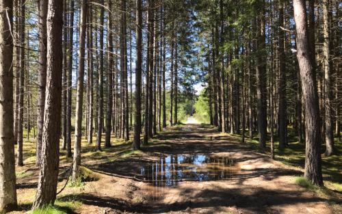 Maar door het bos ga ik toch weer over een pad met (water-)hindernissen