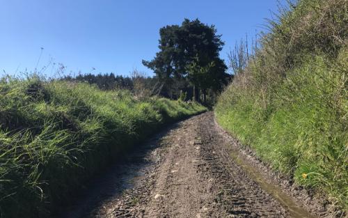 De paden richting het bos zijn ondanks het mooie weer nog steeds niet droog